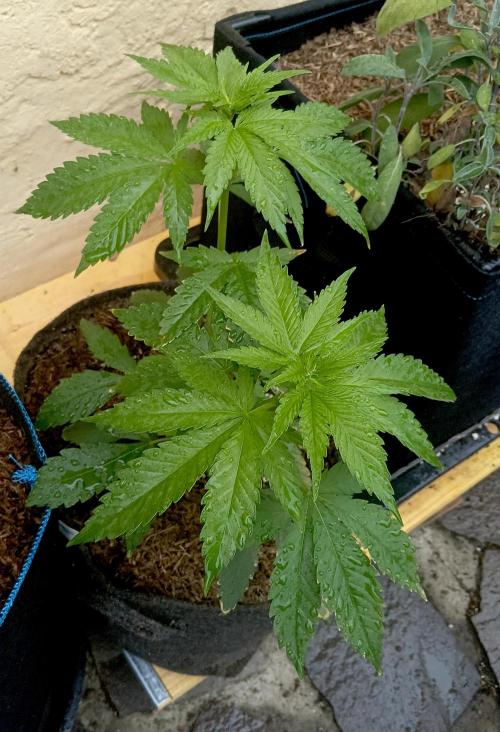Outdoor 26 // SHAMAN. Week 5