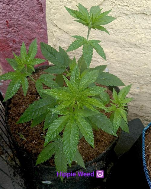 Outdoor 26// Hippieweed +Honey Cream. Week 5