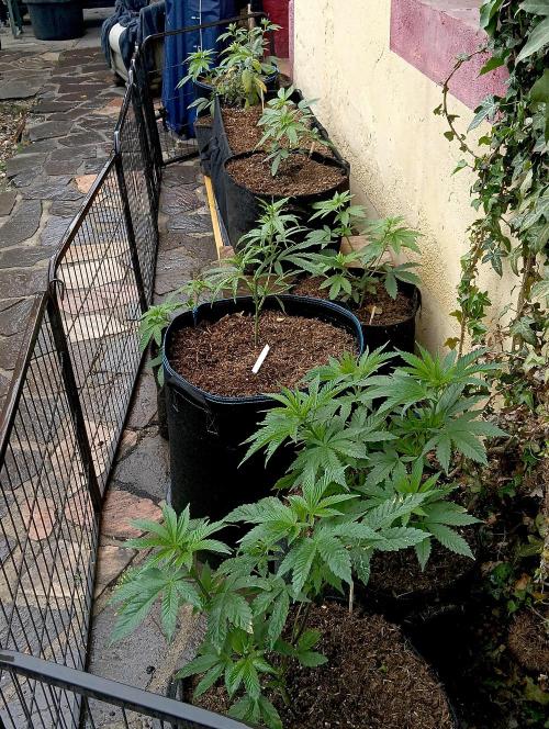 Outdoor 26// Hippieweed +Honey Cream. Week 5