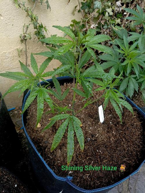 Shining Silver Haze. Week 4