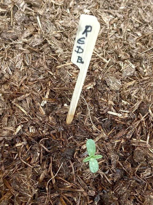 OUT26/NEW/ RED BOTTOMS- Sensi Seeds. Week 1