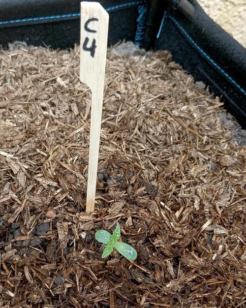 OUT26 //C4- Automatic// SensiSeeds. Week 1
