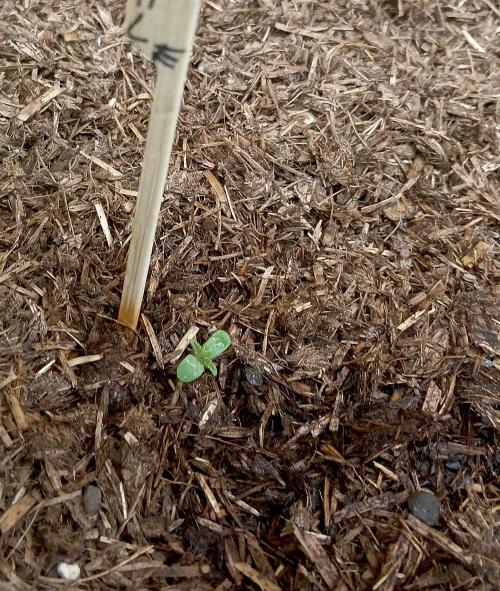 OUT 26/ New/ Full Throttle Sensi Seeds. Week 1