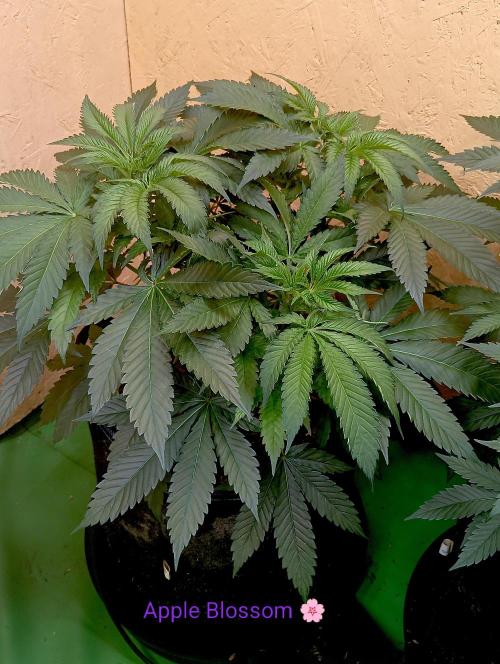 Autopot+Biotabs vs. Photoperiods #2026/2. Week 7