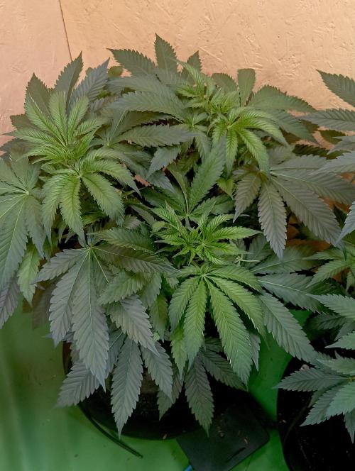 Autopot+Biotabs vs. Photoperiods #2026/2. Week 7