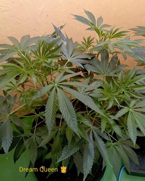 Autopot+Biotabs vs. Photoperiods #2026/3. Week 7