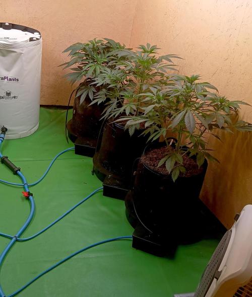 Dream Queen. Week 7