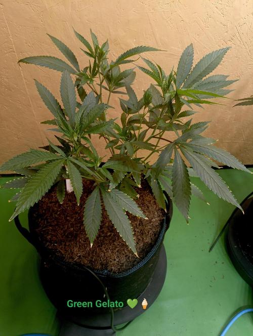 RQS Clones- VS. Autopot+Biotabs. Week 7