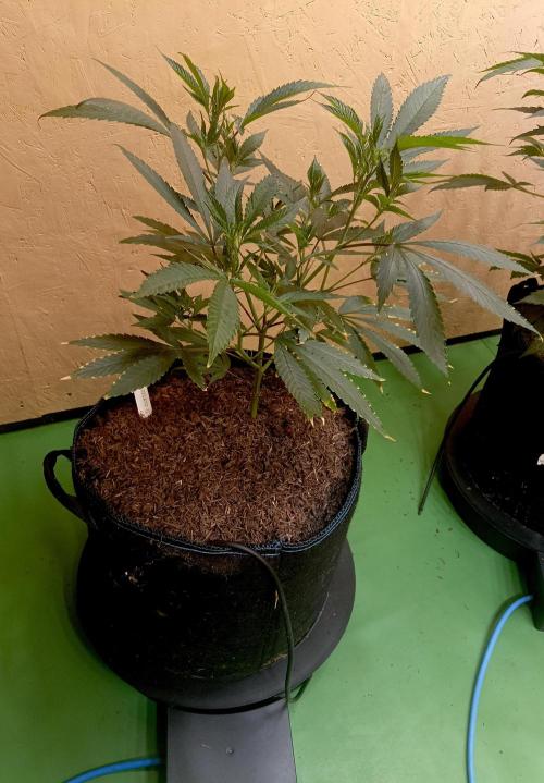 RQS Clones- VS. Autopot+Biotabs. Week 7