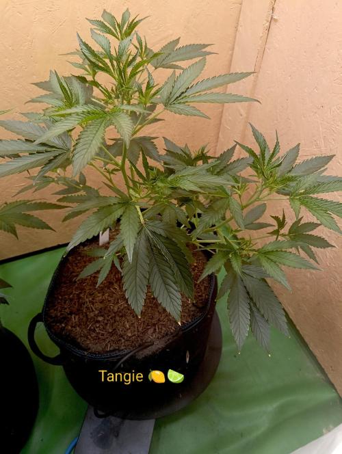 RQS Clones- VS. Autopot+Biotabs. Week 7
