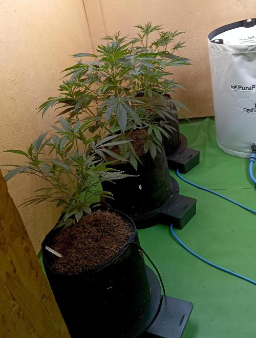 RQS Clones- VS. Autopot+Biotabs. Week 7