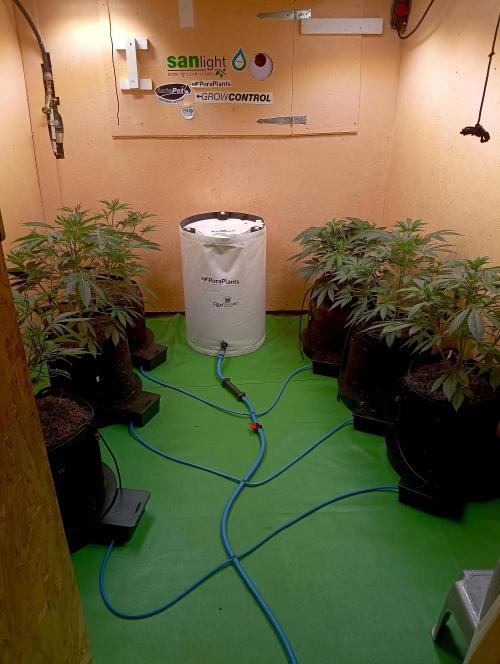 RQS Clones- VS. Autopot+Biotabs. Week 7