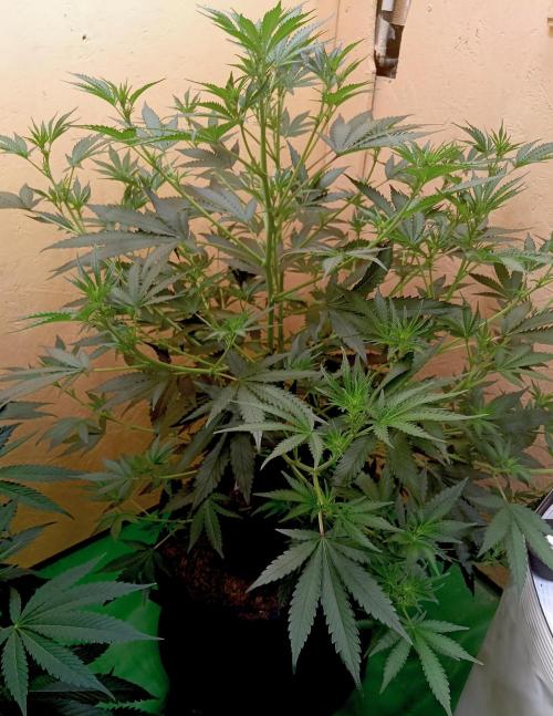 RQS Clones- VS. Autopot+Biotabs. Week 8