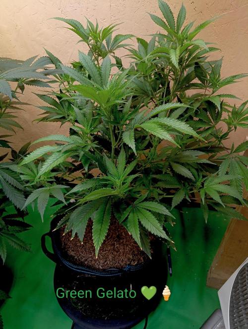 RQS Clones- VS. Autopot+Biotabs. Week 8