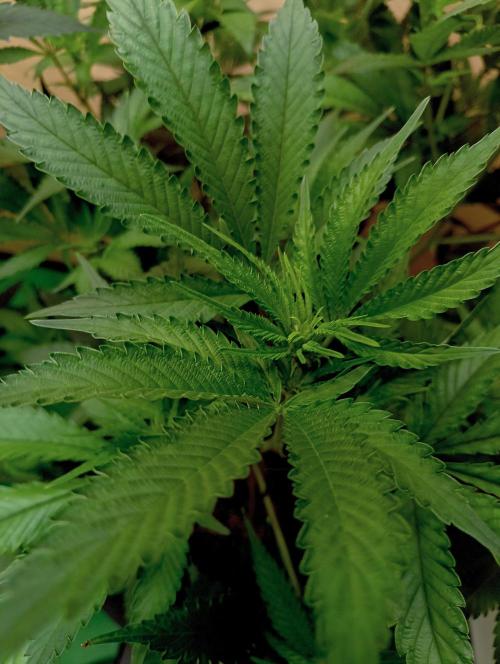 RQS Clones- VS. Autopot+Biotabs. Week 8