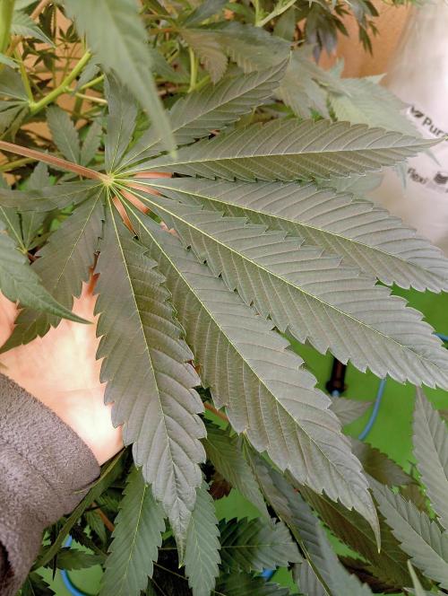 Autopot+Biotabs vs. Photoperiods #2026/3. Week 8