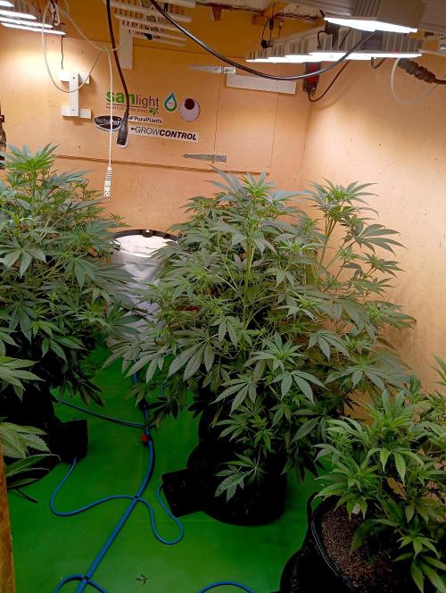 Autopot+Biotabs vs. Photoperiods #2026/3. Week 8