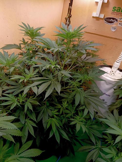 Autopot+Biotabs vs. Photoperiods #2026/3. Week 9