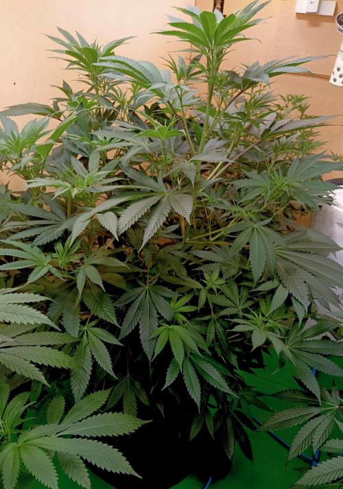 Autopot+Biotabs vs. Photoperiods #2026/2. Week 8