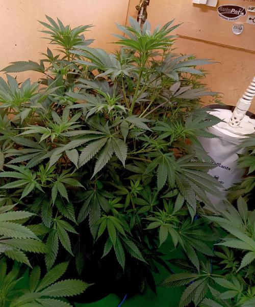 Autopot+Biotabs vs. Photoperiods #2026/2. Week 9