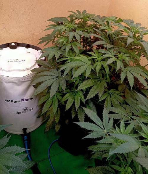 Autopot+Biotabs vs. Photoperiods #2026/2. Week 9