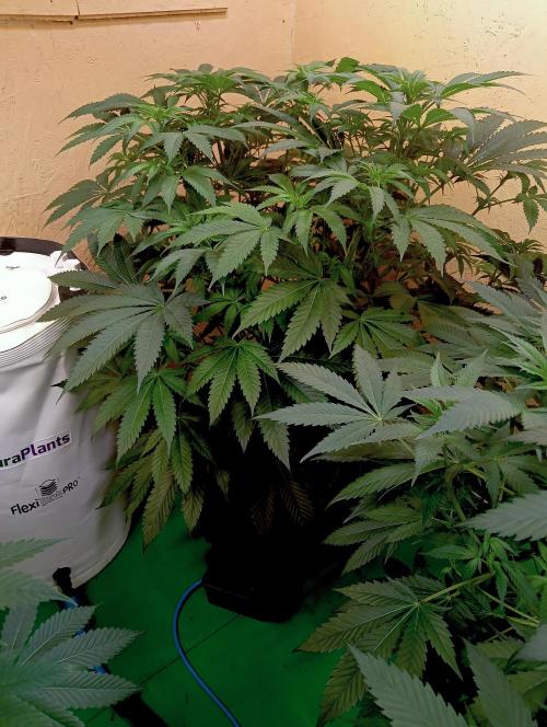 Autopot+Biotabs vs. Photoperiods #2026/2. Week 9