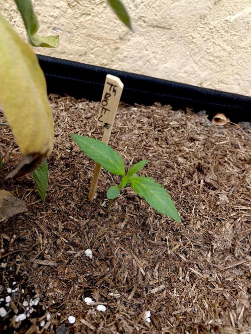 OUT 26/ New/ Full Throttle Sensi Seeds. Week 3