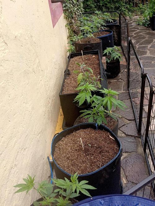 OUT26 //C4- Automatic// SensiSeeds. Week 3
