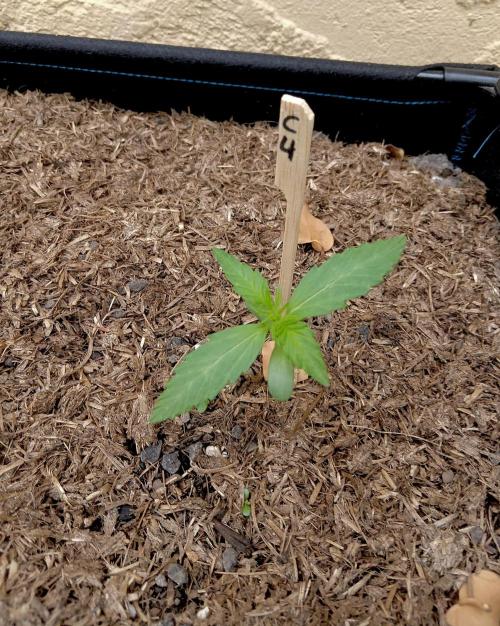 OUT26 //C4- Automatic// SensiSeeds. Week 3