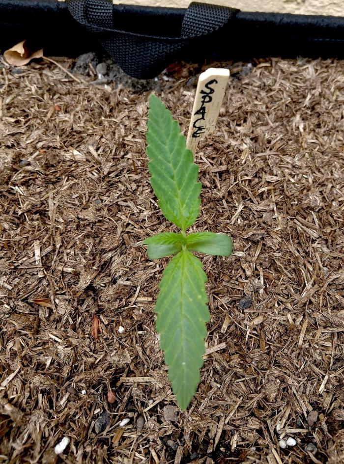 OUT26/NEW/ SPACE TUNNELS- Sensi Seeds. Week 3