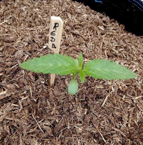 OUT26/NEW/ RED BOTTOMS- Sensi Seeds. Week 3