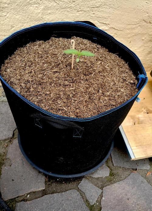 OUT26/NEW/ RED BOTTOMS- Sensi Seeds. Week 3