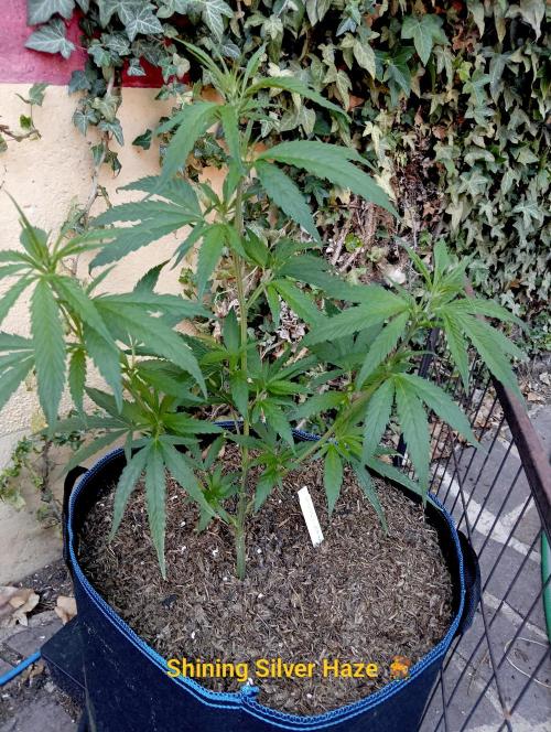OUT 26// Shining Silver Haze/ Autopot. Week 6