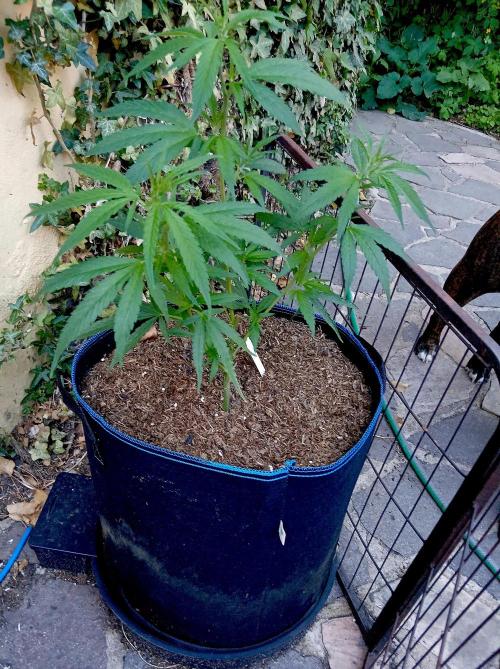 OUT 26// Shining Silver Haze/ Autopot. Week 6