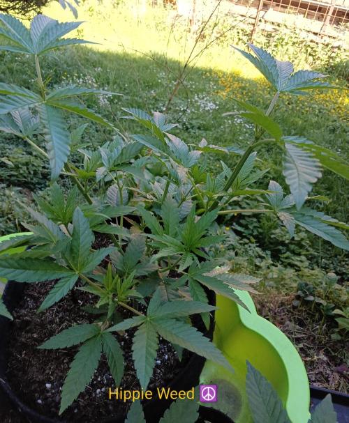 Outdoor 26// Hippieweed +Honey Cream. Week 7