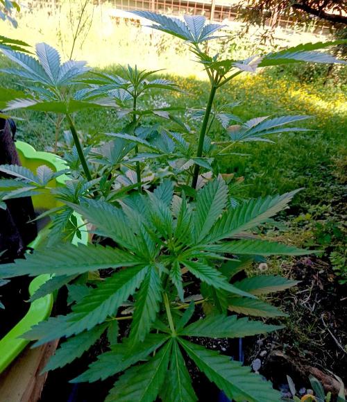 Outdoor 26// Hippieweed +Honey Cream. Week 7