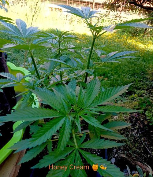 Outdoor 26// Hippieweed +Honey Cream. Week 7