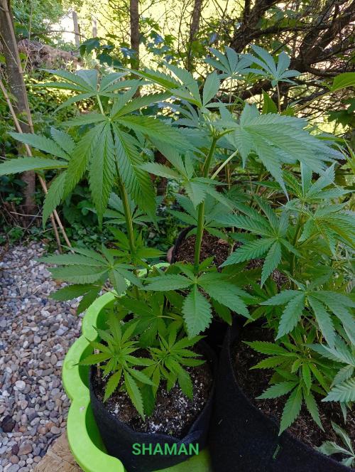 Outdoor 26 // SHAMAN. Week 7