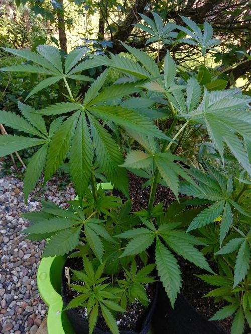 Outdoor 26 // SHAMAN. Week 7
