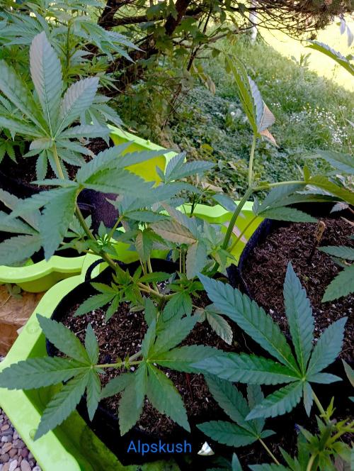 Outdoor 26// Alpskush- Swisscannabinoid. Week 7