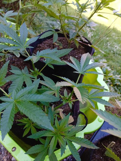 Outdoor 26// Alpskush- Swisscannabinoid. Week 7