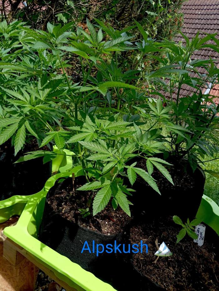 Outdoor 26// Alpskush- Swisscannabinoid. Week 8