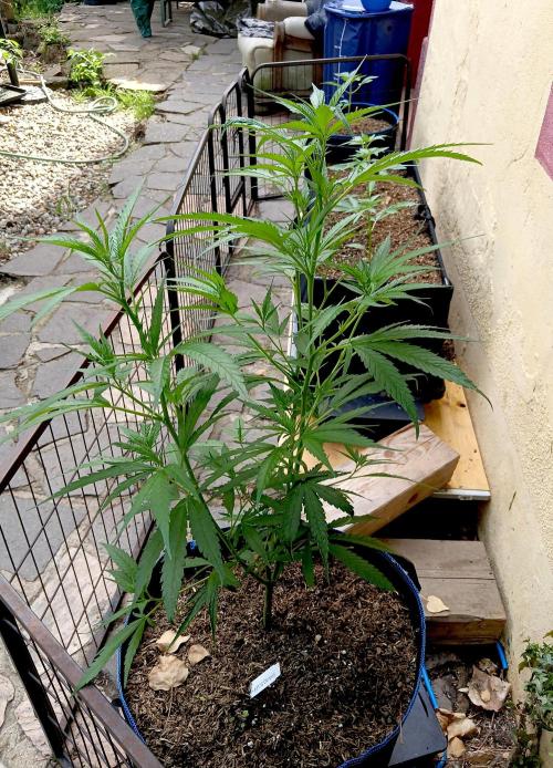 OUT 26// Shining Silver Haze/ Autopot. Week 7
