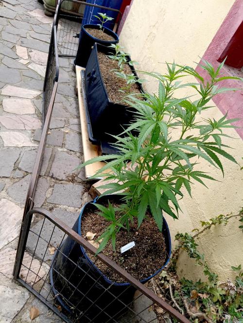 OUT 26// Shining Silver Haze/ Autopot. Week 7