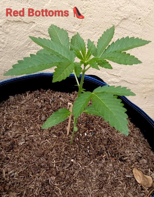 OUT26/NEW/ RED BOTTOMS- Sensi Seeds. Week 4