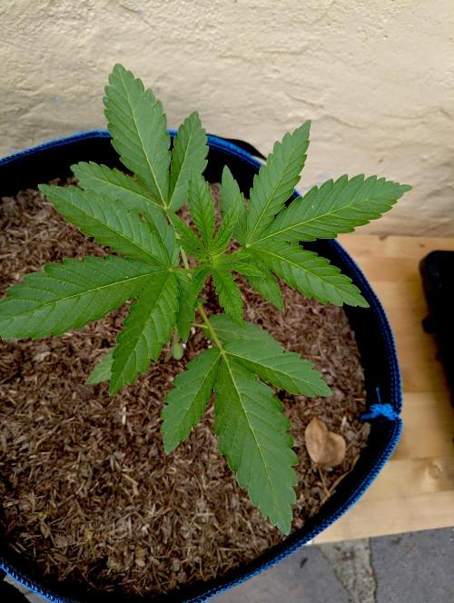 OUT26/NEW/ RED BOTTOMS- Sensi Seeds. Week 4