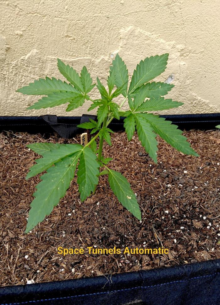 OUT26/NEW/ SPACE TUNNELS- Sensi Seeds. Week 4