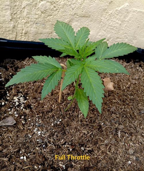 OUT 26/ New/ Full Throttle Sensi Seeds. Week 4