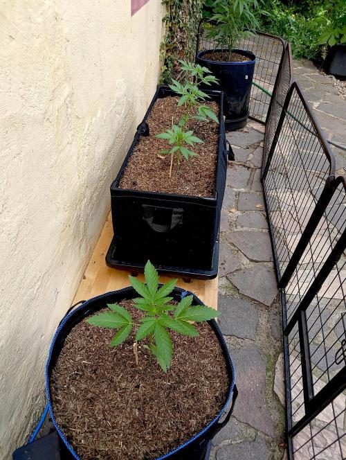 OUT 26/ New/ Full Throttle Sensi Seeds. Week 4