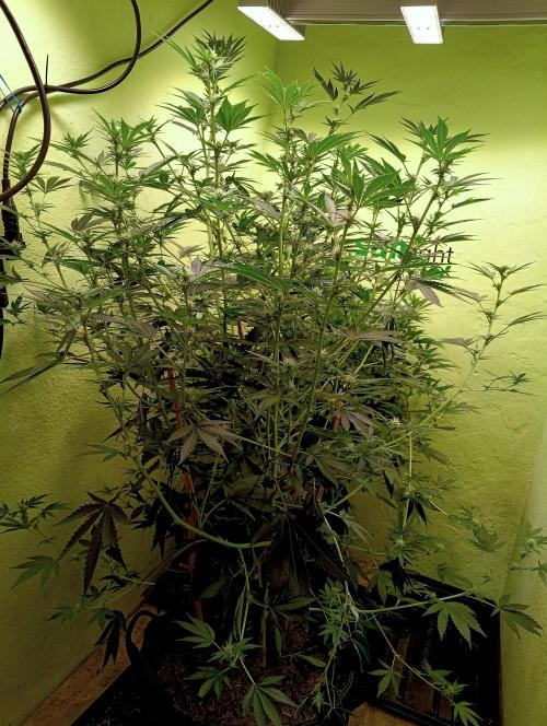 RQS Clones- VS. Autopot+Biotabs. Week 10